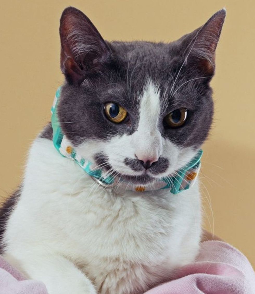 A gray and white cat with a gray mustache is held in someone\u2019s arms against a tan backdrop.
