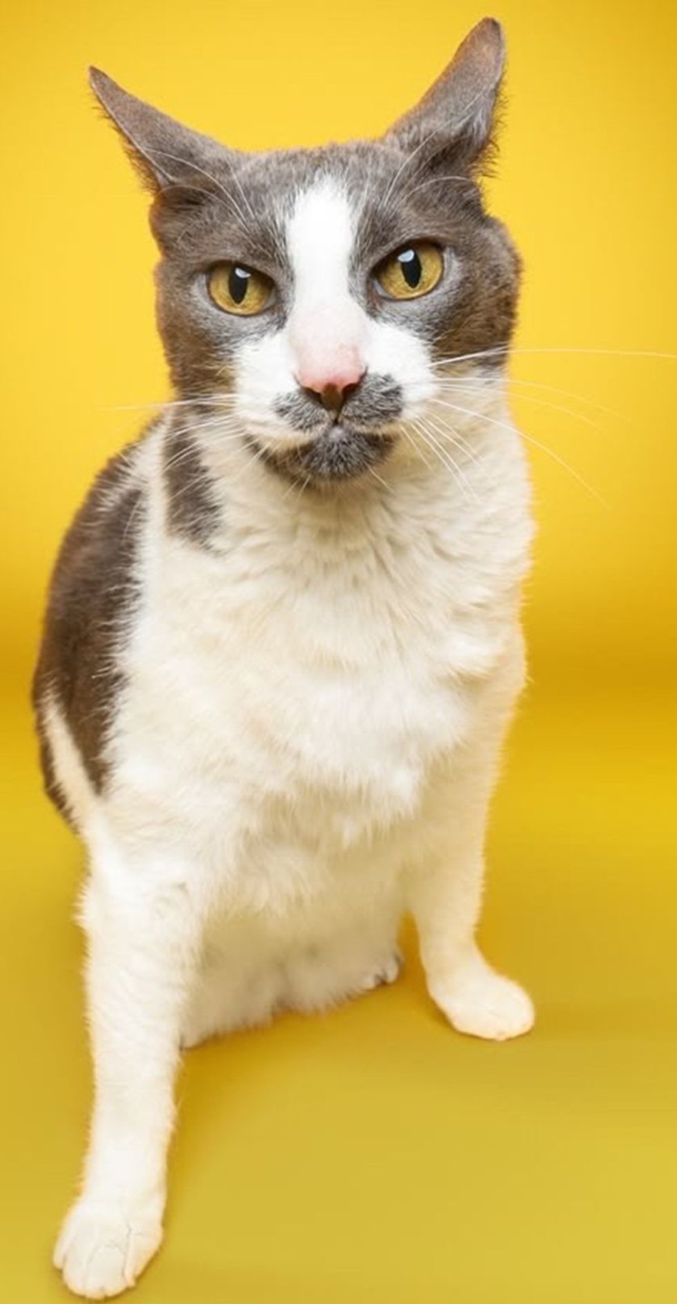 A gray and white cat with a gray mustache marking sits against a bright yellow backdrop, looking at the camera.