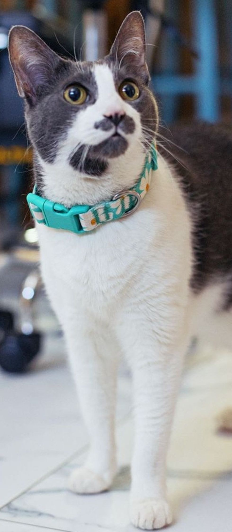 A gray and white cat with a gray mustache marking stands on a marble floor wearing a teal collar.