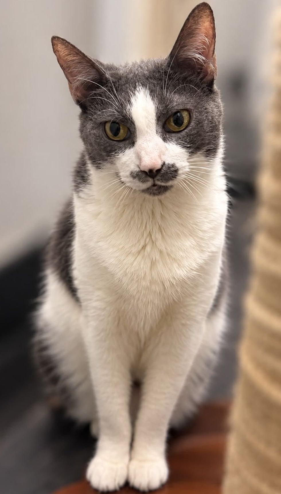 A gray and white cat with a gray mustache sits beside a scratching post, looking at the camera.