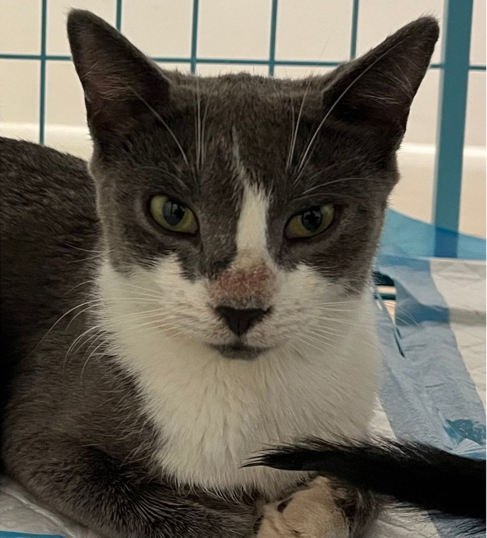 A gray and white cat with green eyes looks directly at the camera.