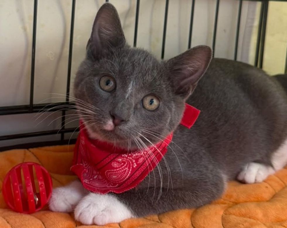 A gray and white kitten in a red bandana lies on an orange blanket beside a red ball toy.
