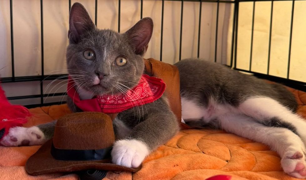 A gray and white kitten in a red bandana rests beside a small cowboy hat on an orange blanket.