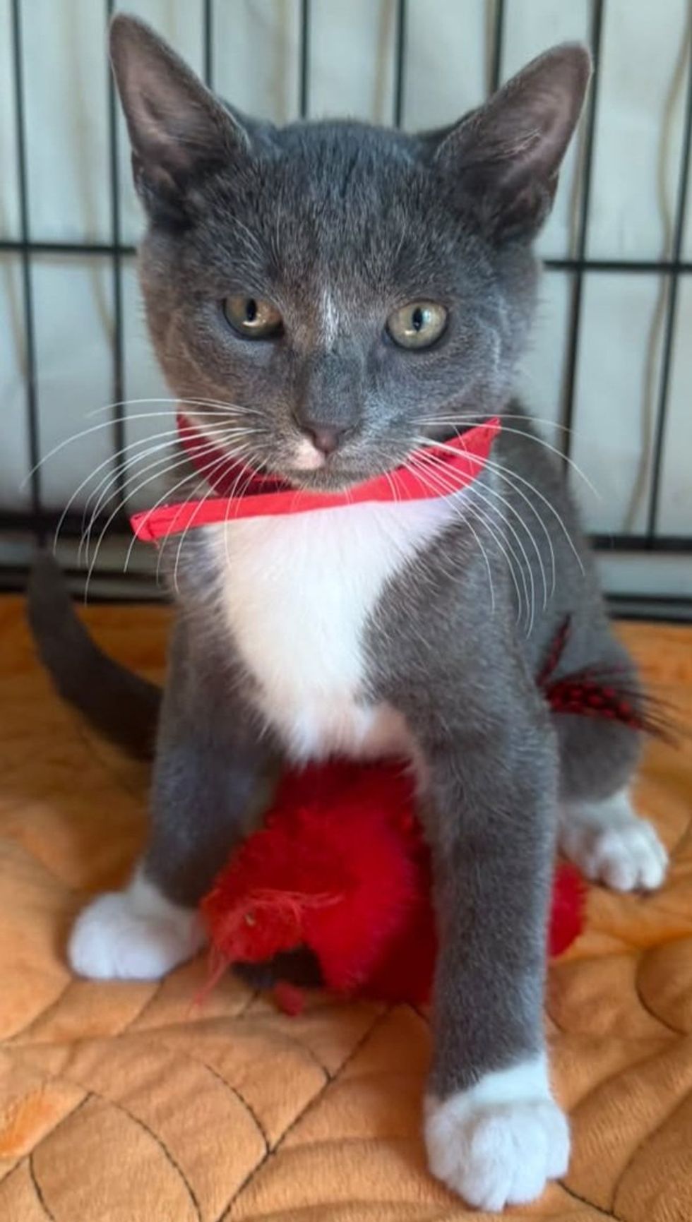 A gray and white kitten in a red bandana sits upright with a red feather toy beneath him.