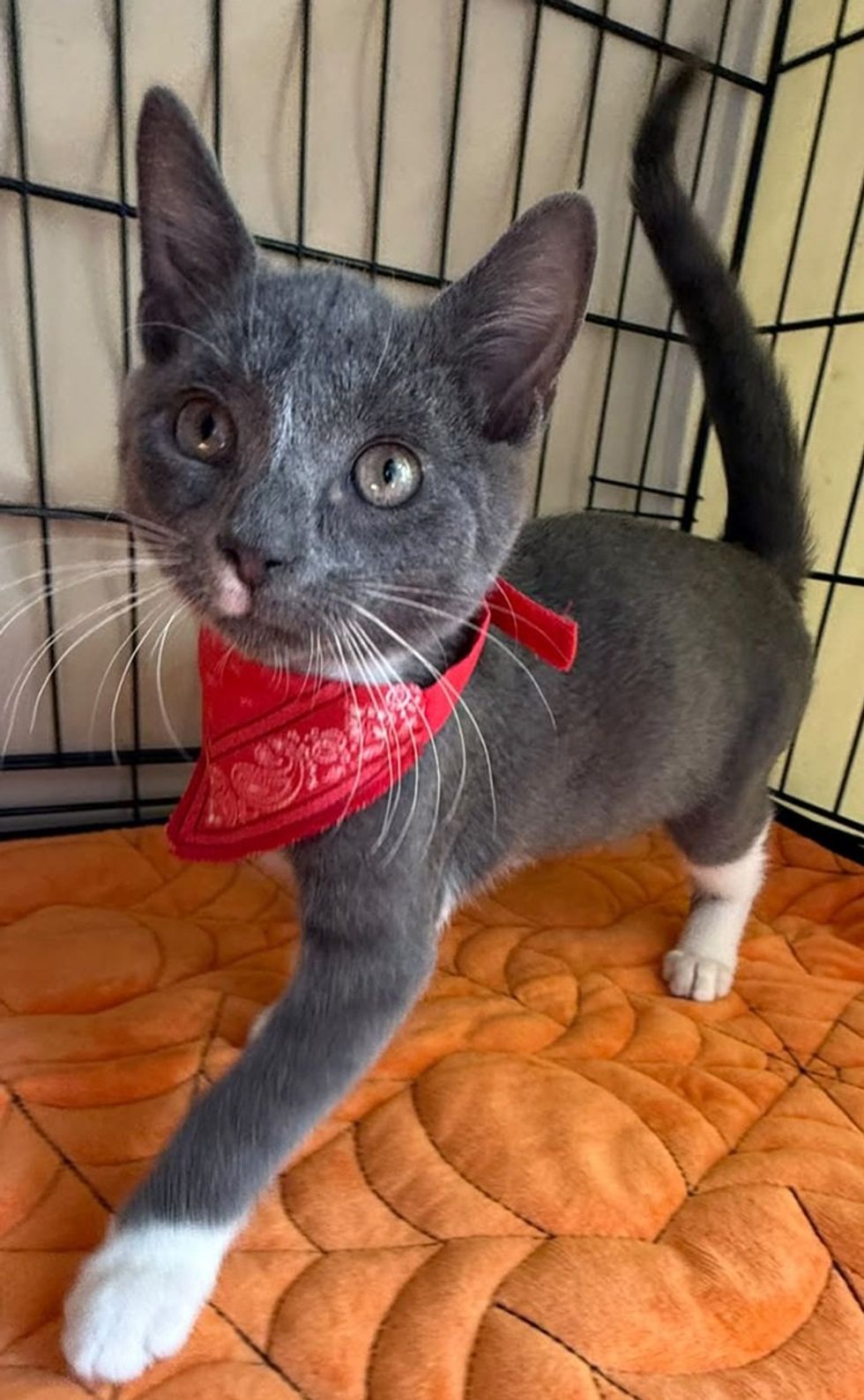 A gray and white kitten in a red bandana walks across an orange blanket with his tail raised, looking at the camera.
