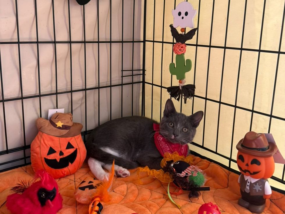 A gray and white kitten lies among Halloween decorations, pumpkins and a ghost garland, in a cozy pen.