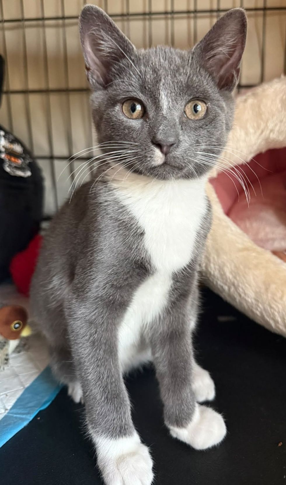 A gray and white kitten sits beside a soft bed, looking calmly at the camera.