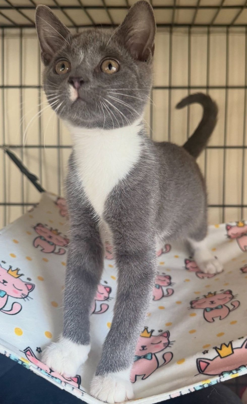 A gray and white kitten stands on a pink-cat-print blanket hammock, looking up with wide eyes.