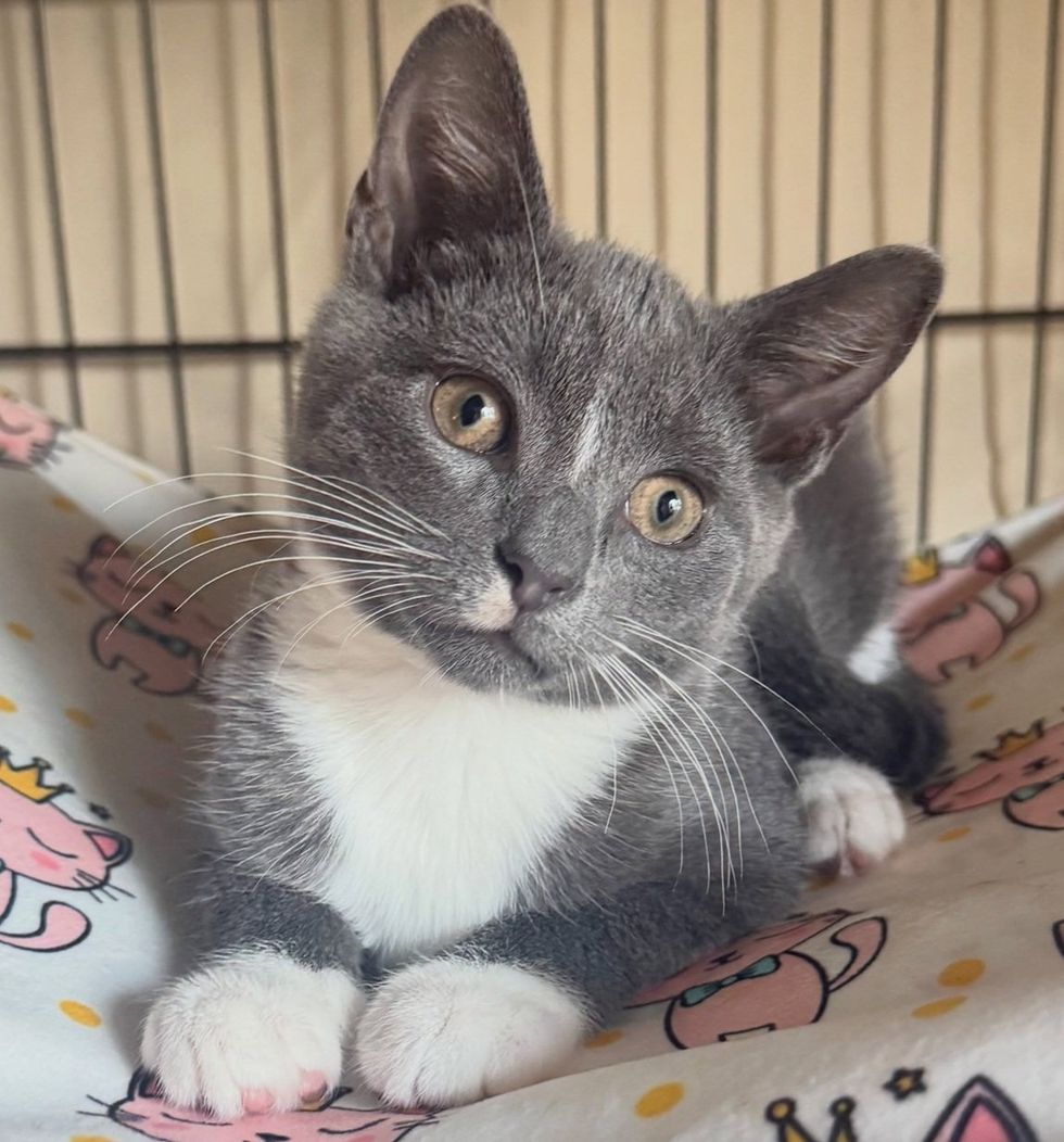 A gray and white kitten with yellow eyes lies on a blanket printed with pink cats, one white paw tucked forward.