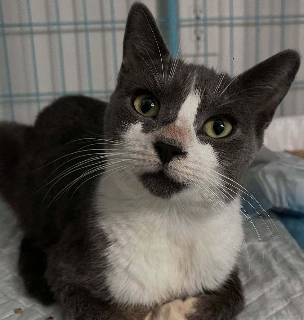 A gray and white mother cat with green eyes lies on a blanket, looking calmly at the camera.