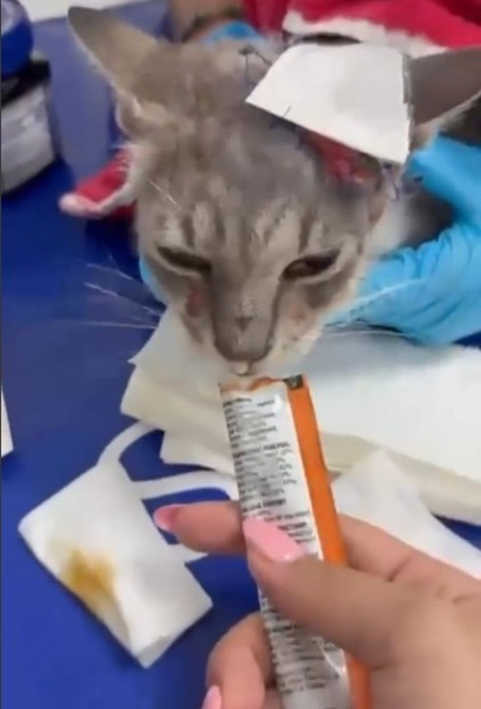 A gray cat licks a treat from an orange tube held by a gloved hand on a vet table.