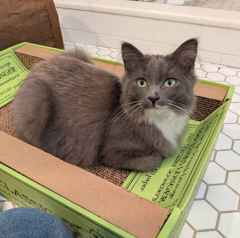 A gray cat loafs inside a green cardboard scratcher lounge on a tiled floor.
