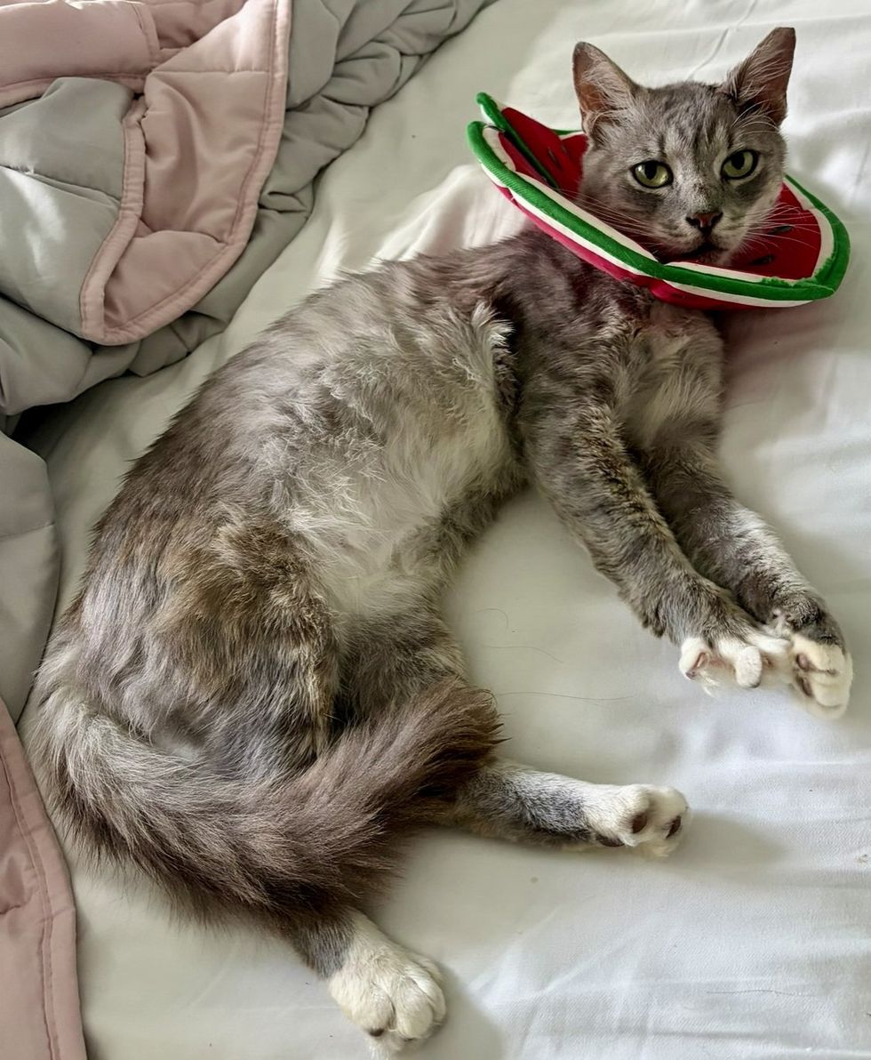 A gray cat rests with its eyes closed while wearing a soft red watermelon-print cone.