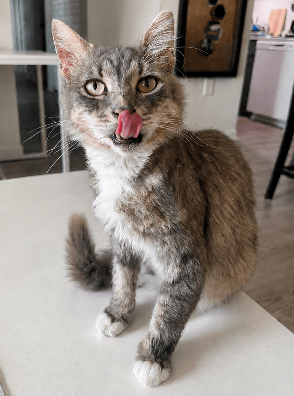 A gray cat sits on a kitchen counter licking its nose, alert and healthy-looking.