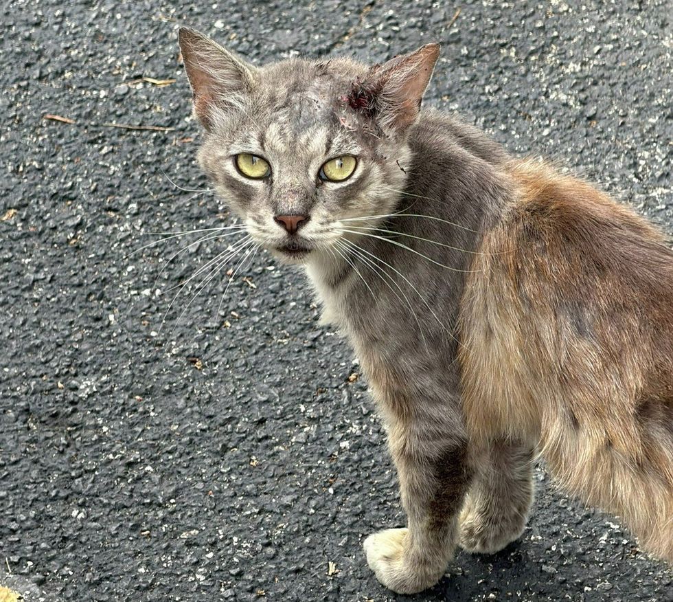 A gray cat sits on pavement with a raw wound near the top of one ear.