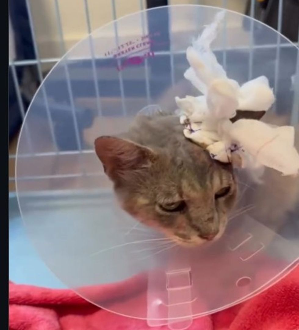 A gray cat wears a clear plastic cone with white bandaging over one ear, resting on a red blanket.