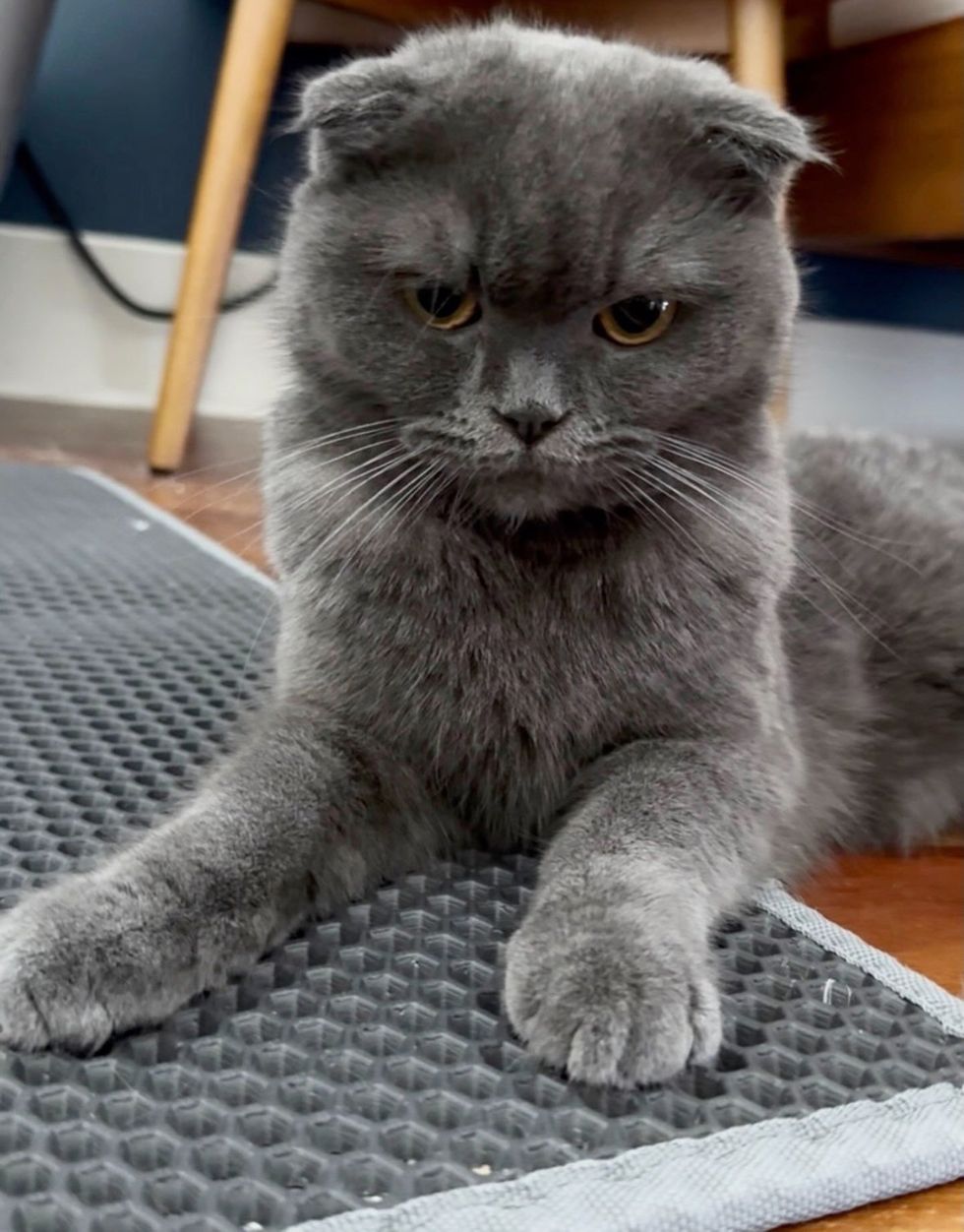 A gray cat with folded ears resting on a couch, looking calmly at the camera.
