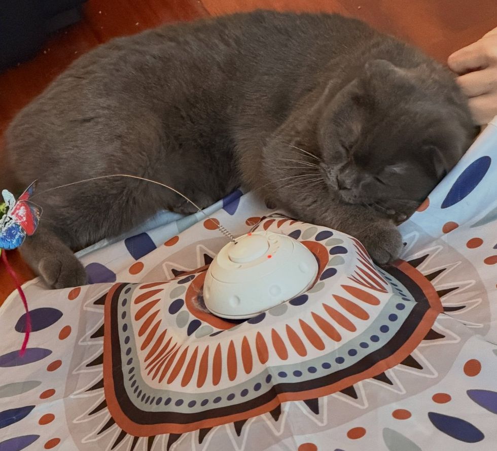 A gray folded-ear cat asleep on the floor beside a small cat toy.