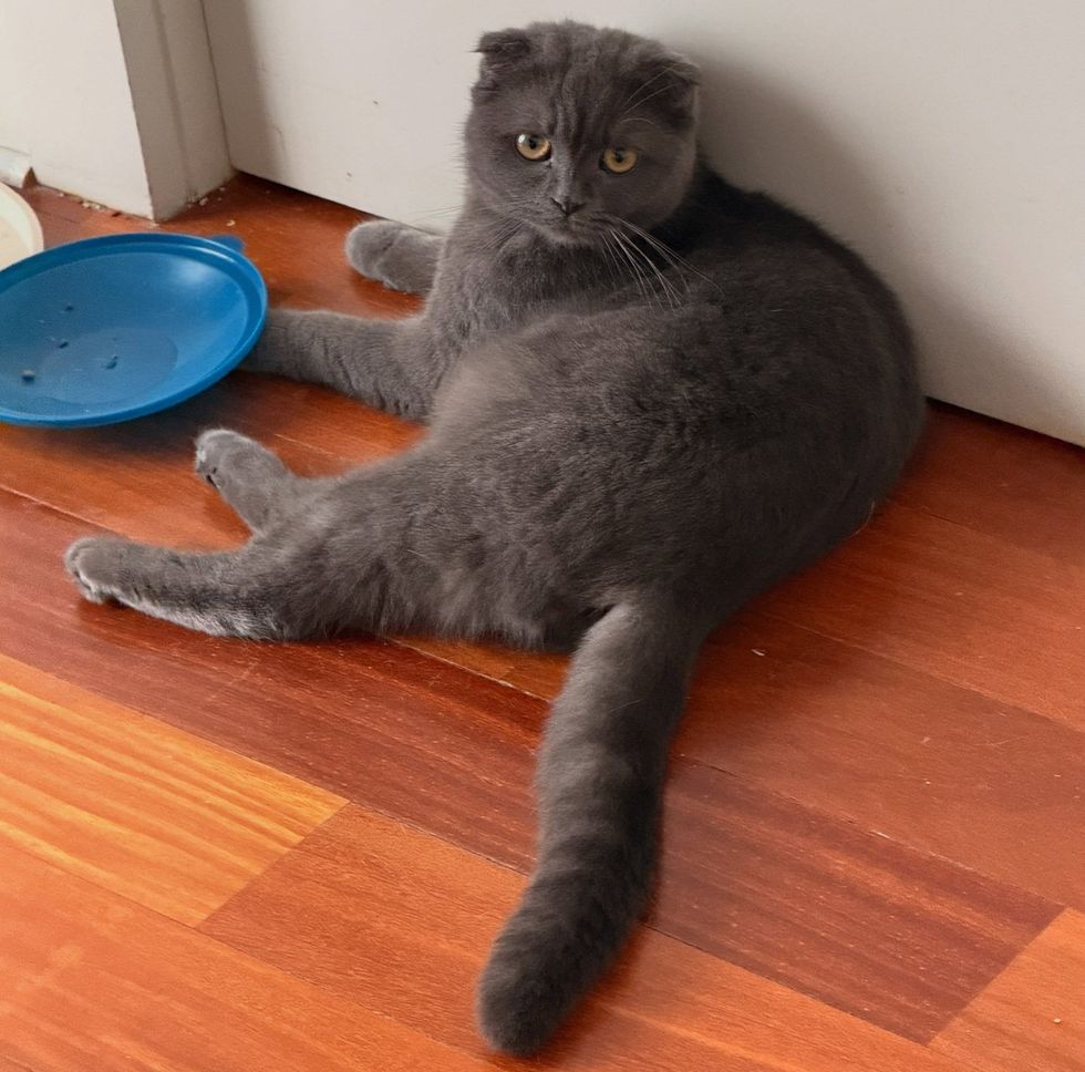 A gray folded-ear cat lying against a wall beside a blue dish, looking at the camera.