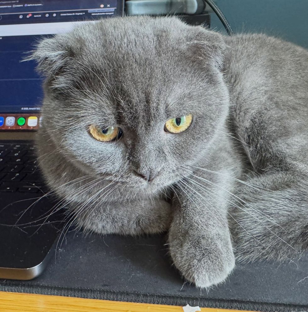 A gray folded-ear cat lying on a mat, one paw stretched forward.