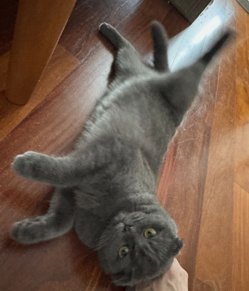 A gray folded-ear cat lying stretched out on her back on a wood floor.
