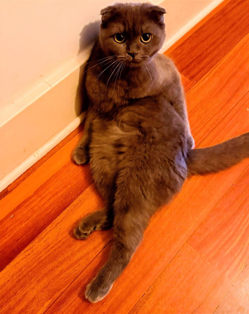 A gray folded-ear cat sitting upright against a wall, gazing up at the camera.