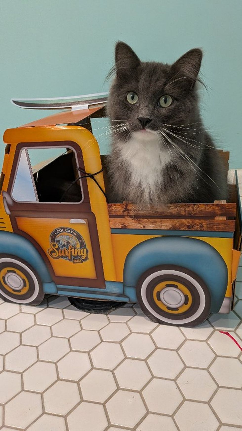 A gray long-haired cat sits inside a cardboard toy pickup truck decorated like a surfer's vehicle.