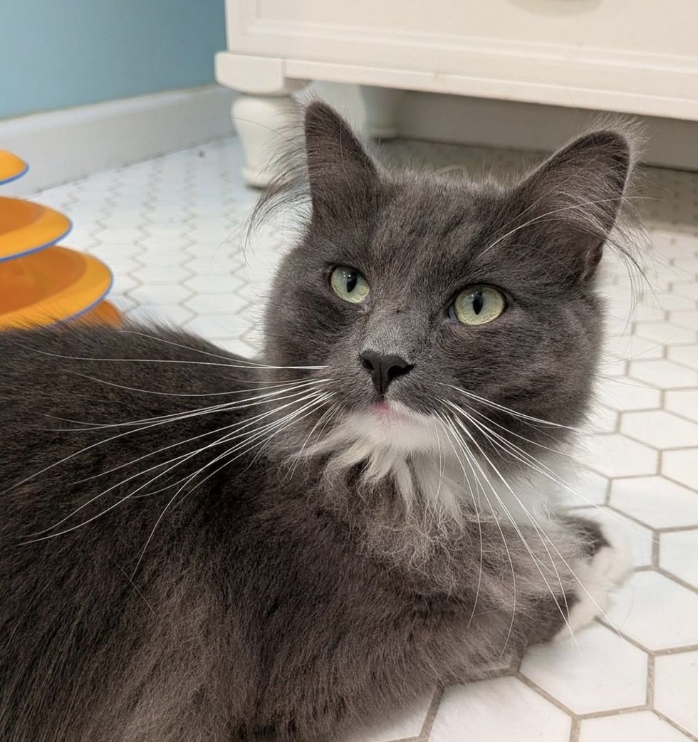A gray long-haired cat with green eyes and a white chest lies on a tiled floor, looking directly at the camera.