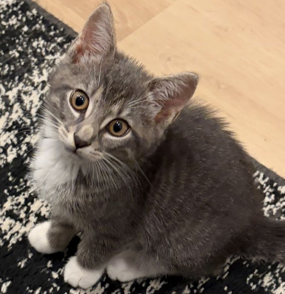 A gray tabby kitten gazes upward with wide amber eyes