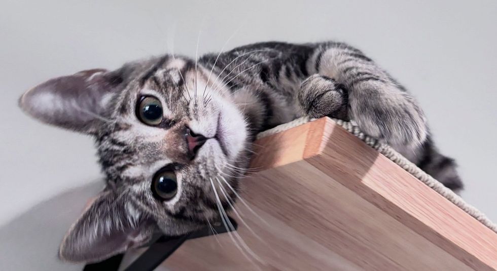 A gray tabby kitten lies on a wooden wall shelf, looking down toward the camera.