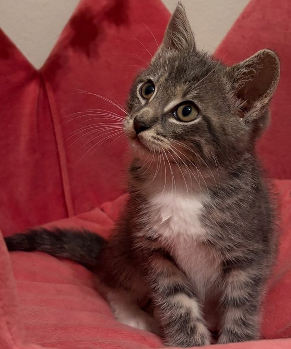 A gray tabby kitten lounges on a soft red couch, looking up with wide eyes/
