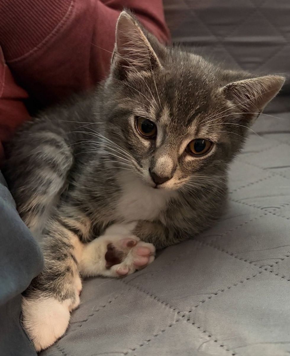 A gray tabby kitten lounges on a soft surface, relaxed and calm.