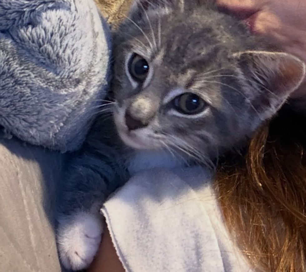 A gray tabby kitten nuzzles against a person, eyes soft, being held close