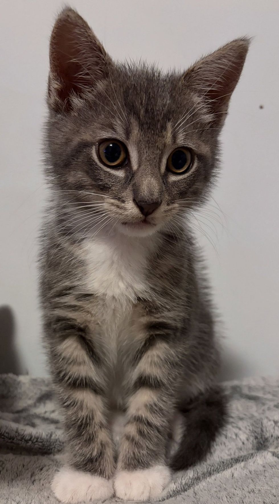 A gray tabby kitten sits on a soft blanket, looking calmly toward the camera