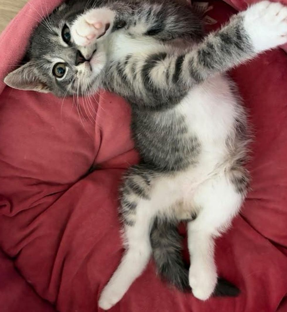 A gray tabby kitten with white chest and paws sits upright, looking intently at the camera