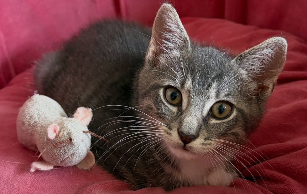 A gray tabby kitten with white paws curls on a red blanket beside a small plush mouse toy, looking at the camera.