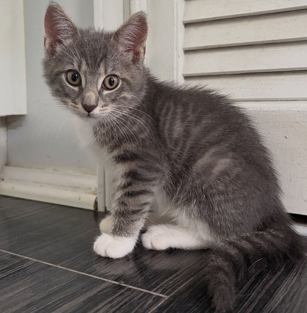 A gray tabby kitten with white paws sits on a dark floor, looking up at the camera
