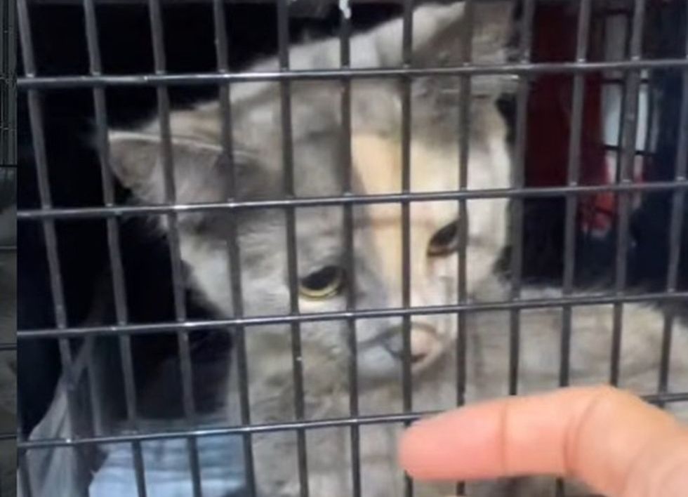 A grey and cream cat looks out from inside a metal trap, a finger reaching toward the bars.