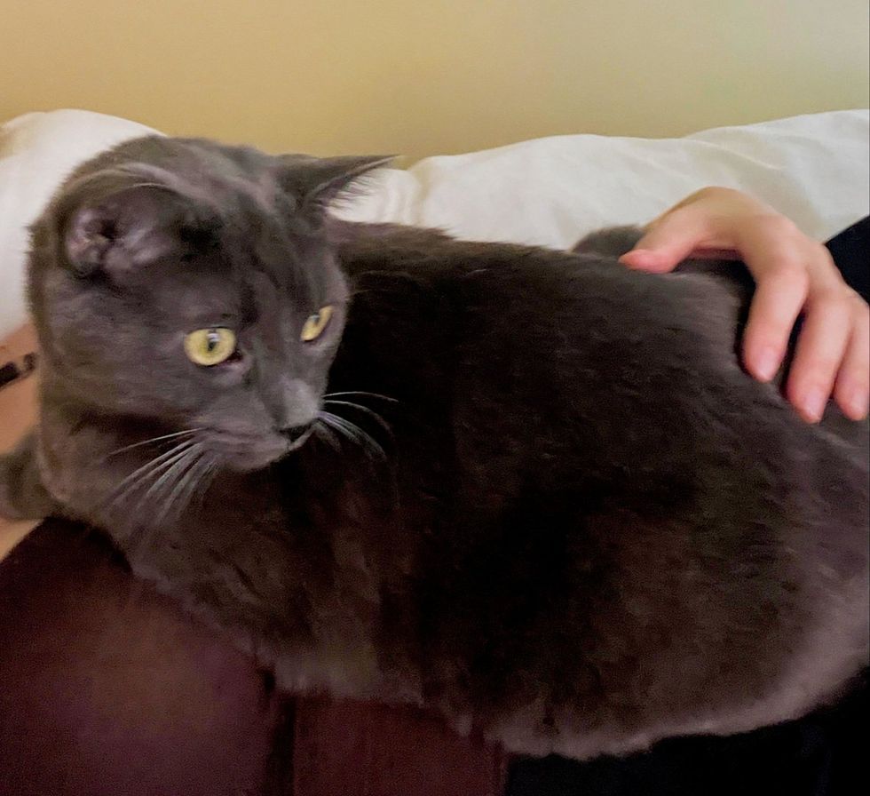 A grey cat is held close against a person, looking calm.