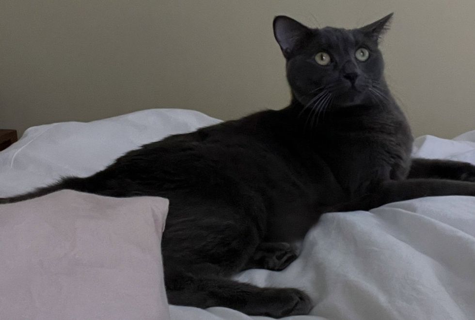 A grey cat lies on a white bed, alert and looking up.