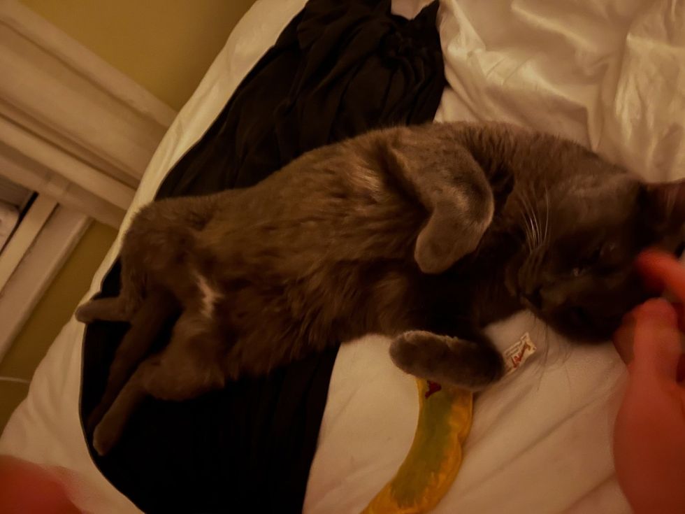 A grey cat lies on its back against a person, paws up, getting head pets.