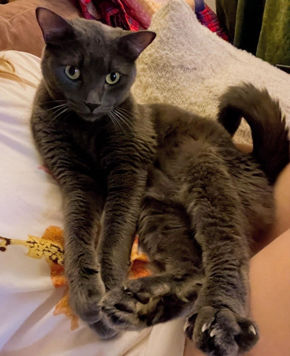 A grey cat lies on its back against a person, paws up, looking at the camera.