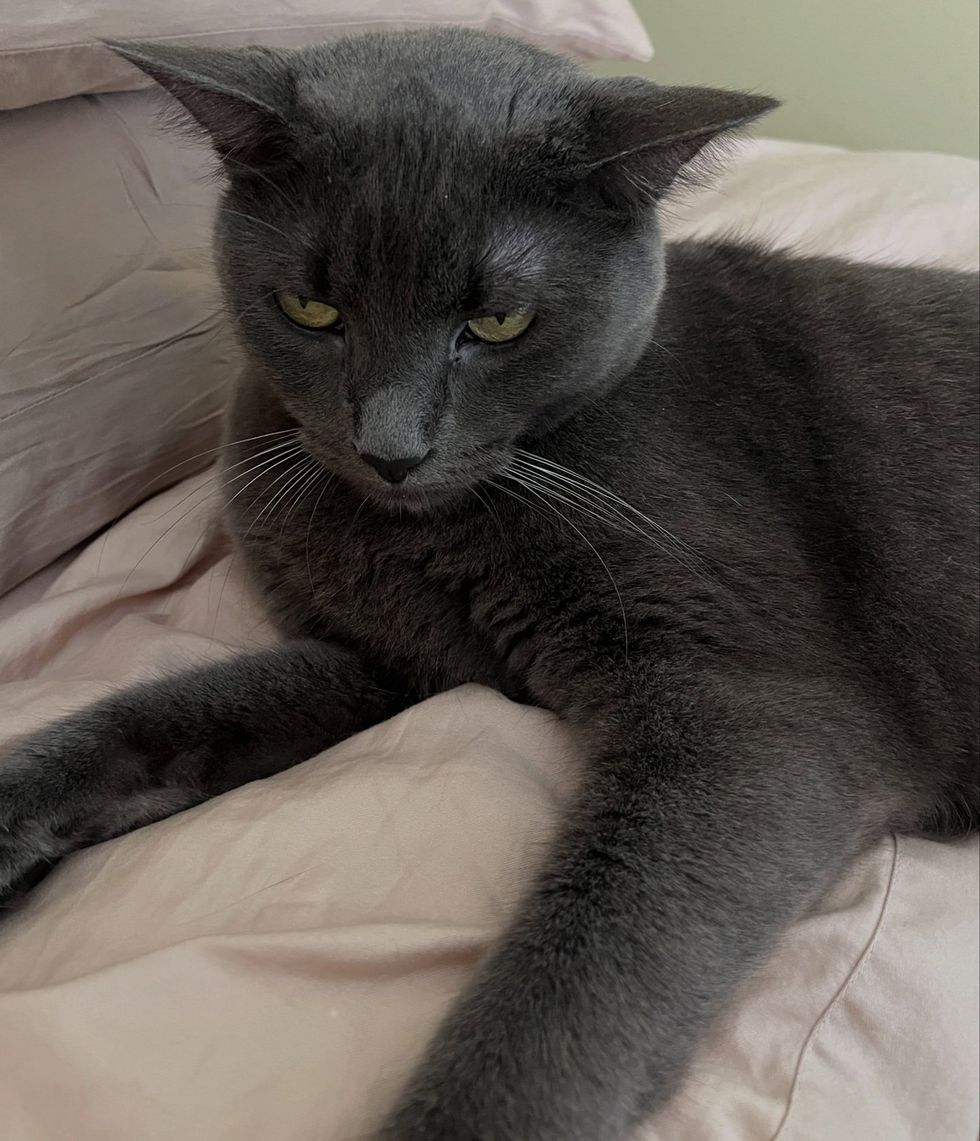 A grey cat lies on pink bedding with one paw stretched out.