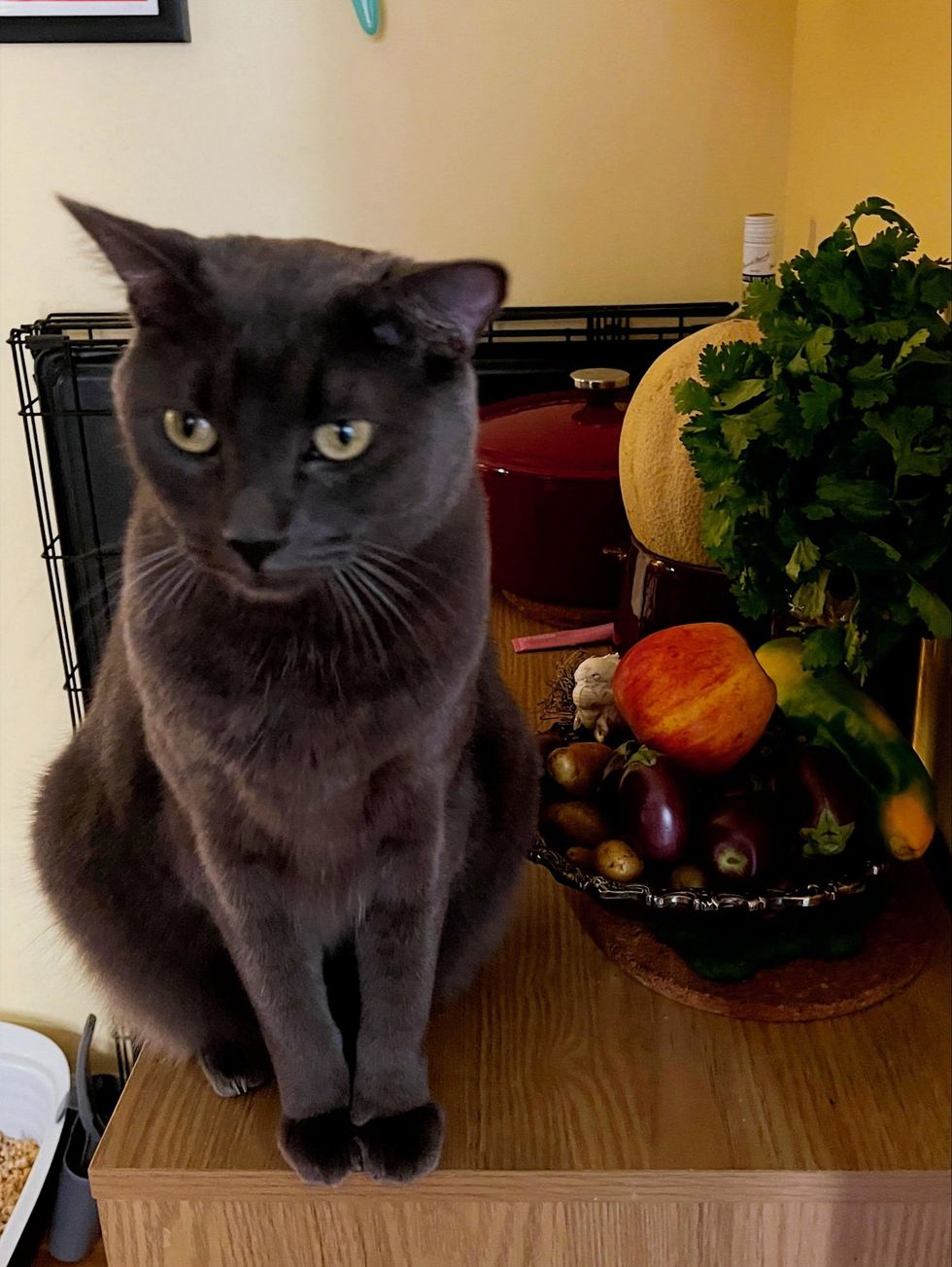 A grey cat sits upright on a wooden surface beside a bowl of fruit, looking alert.