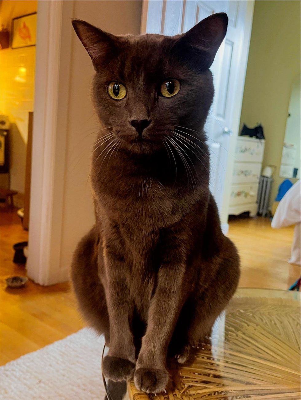 A grey cat with green eyes sits upright on a table, looking at the camera.