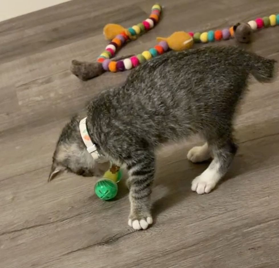 A grey tabby kitten plays head-down with a green ball toy on a wood floor.