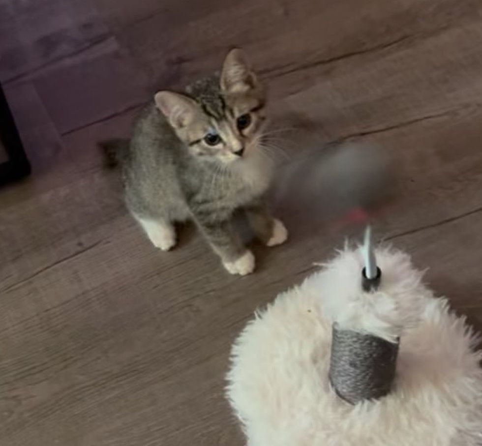 A grey tabby kitten sits and looks up toward a toy just out of frame.