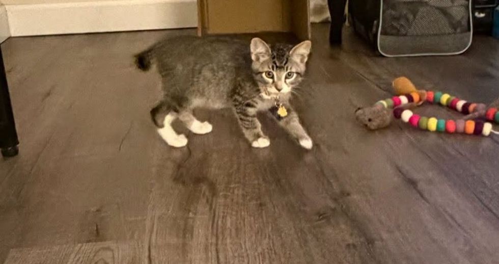 A grey tabby kitten walks across a dark wood floor toward the camera.