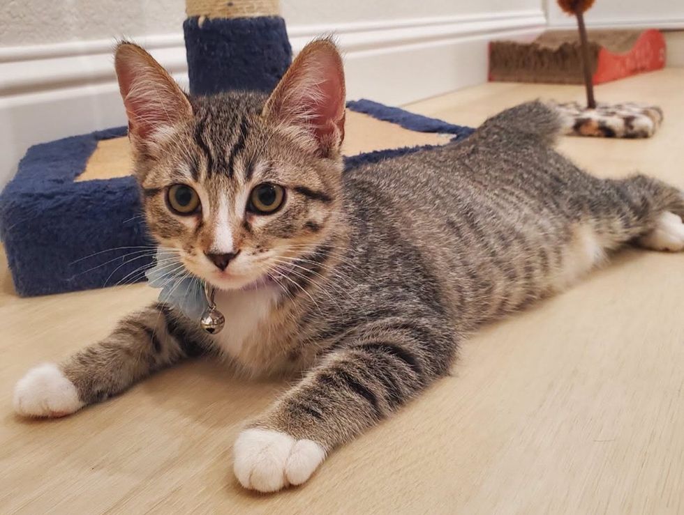 A grey tabby kitten with white paws lies on the floor, looking at the camera.