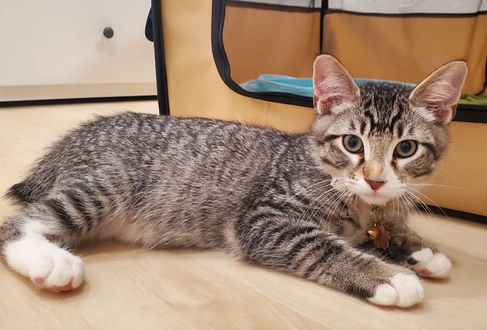 A grey tabby kitten with white paws lies on the floor wearing a small bell collar.